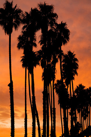 Sunset Palms