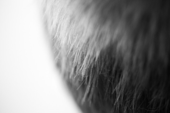 AMP_1112